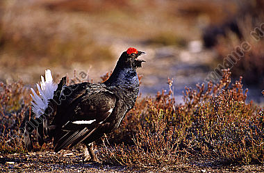 Birkhahn