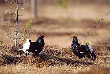 Birkhahn