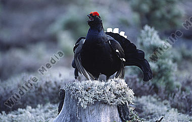 Birkhahn