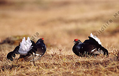 Birkhahn