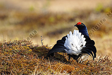 Birkhahn