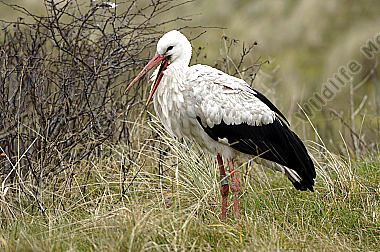 Weißstorch
