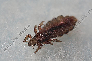 Kopflaus