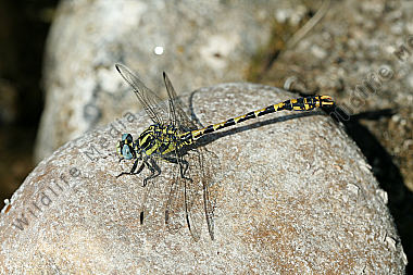 Grosse Zangenlibelle