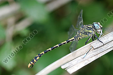 Grosse Zangenlibelle