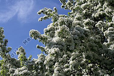 Birnbaumblüte