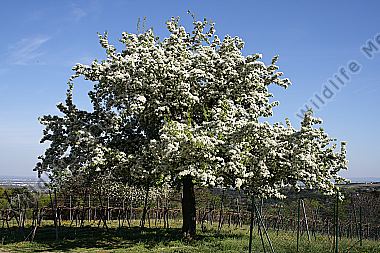 Birnbaumblüte
