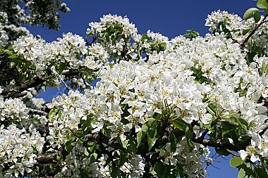 Birnbaumblüte