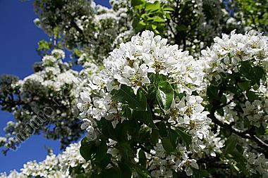 Birnbaumblüte