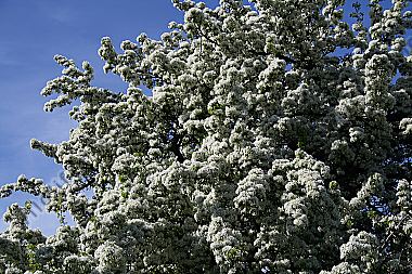 Birnbaumblüte