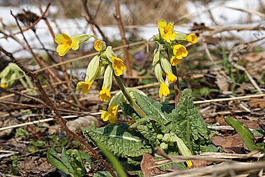 Echte Schlüsselblume