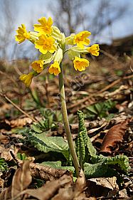 Echte Schlüsselblume