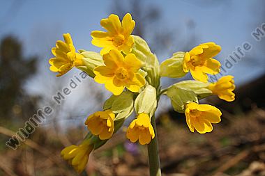 Echte Schlüsselblume