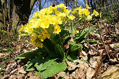 Echte Schlüsselblume
