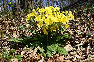 Echte Schlüsselblume