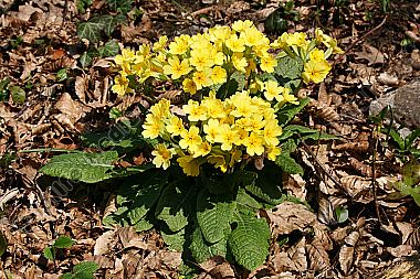 Echte Schlüsselblume