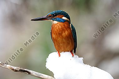 Eisvogel
