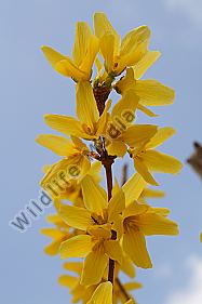 Forsythie