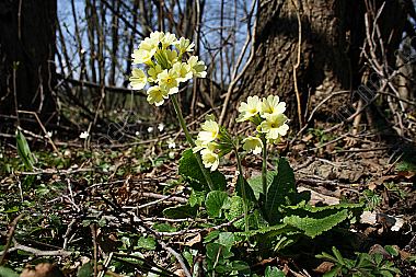 Gewöhnliche Schlüsselblume