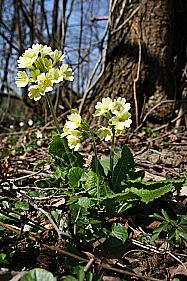 Gewöhnliche Schlüsselblume