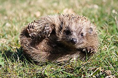 Igel