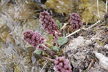 Rote Pestwurz