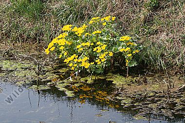 Sumpfdotterblume