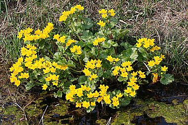 Sumpfdotterblume
