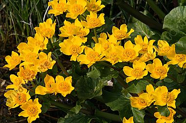 Sumpfdotterblume