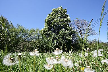 Rosskastanie