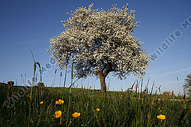 Birnbaumblüte