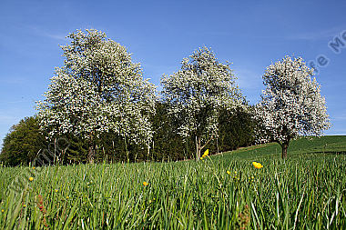 Birnbaumblüte