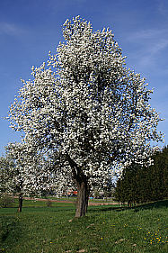 Birnbaumblüte