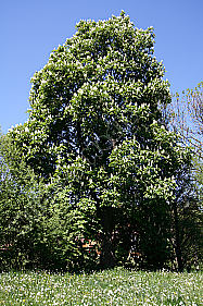 Rosskastanie