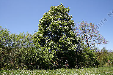 Rosskastanie