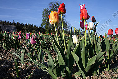 Tulpenfeld