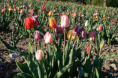 Tulpenfeld