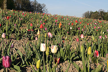 Tulpenfeld