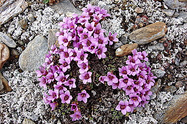 Gegenblättriger Steinbrech