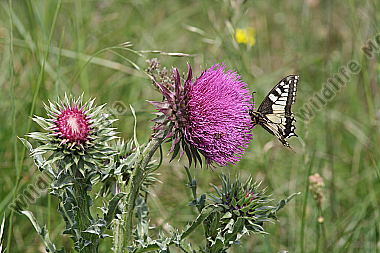 Nickende Distel