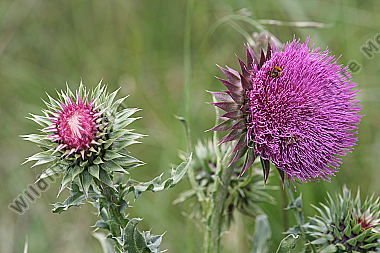 Nickende Distel