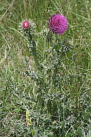Nickende Distel