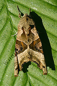 Achateule