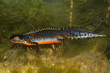 Bergmolch Männchen