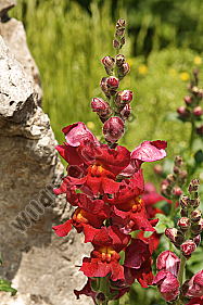 Garten Löwenmaul