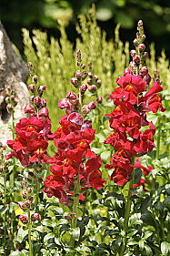 Garten Löwenmaul