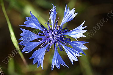 Kornblume