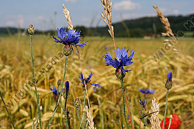 Kornblume