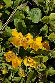Pfennigkraut