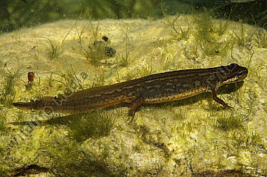 Teichmolch